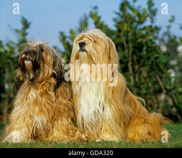 Tibetan Terrier dog sitting on Lawn Banque D'Images