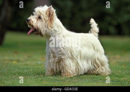 West Highland White Terrier ou Westy, adulte Banque D'Images
