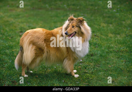 Collie Dog, des profils sur l'herbe Banque D'Images