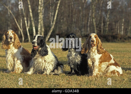 Cocker Anglais, dog sitting on Grass Banque D'Images