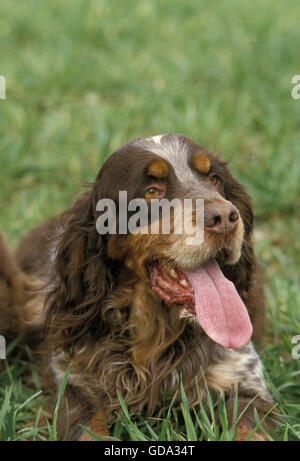 Picardie Spaniel Chien, portant sur la langue, avec l'herbe Banque D'Images