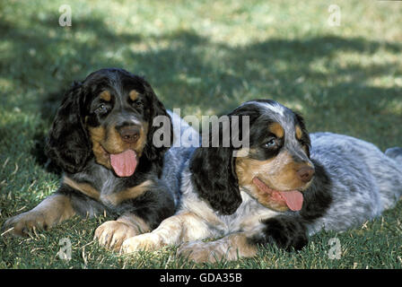 Picardie Spaniel chien, chiots portant sur l'herbe Banque D'Images