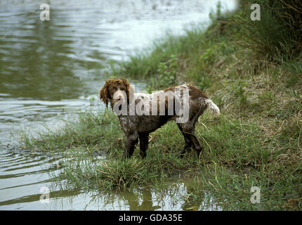 Pont Audemer Spaniel, un chien de race française Banque D'Images