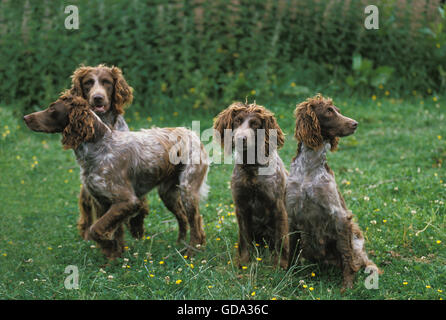 Pont Audemer Spaniel chien, une race française Banque D'Images