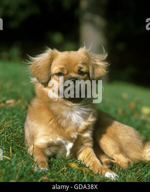 Tibetan Spaniel, chien portant sur l'herbe Banque D'Images