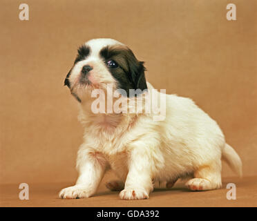 Tibetan Spaniel, Pup Banque D'Images