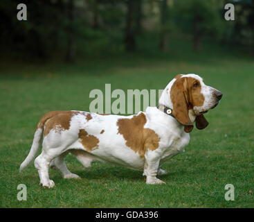 Basset Hound Dog Banque D'Images