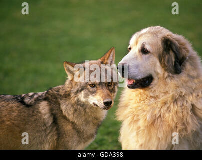 Canis lupus Loup européen avec un chien de Montagne des Pyrénées Banque D'Images