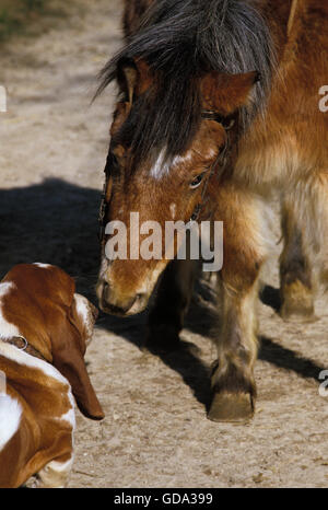 Poney Shetland avec Basset Hound Banque D'Images