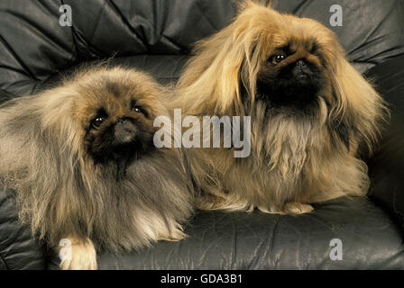 Chien pékinois laying on Sofa Banque D'Images