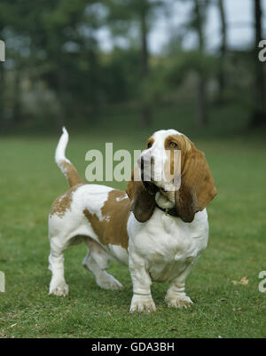 Basset Hound mâle, chien sur pelouse Banque D'Images