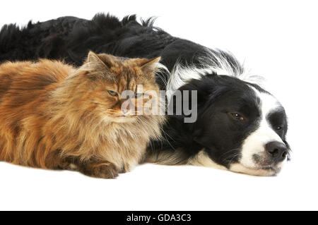 Border Collie Mâle et femelle persan écaille chat domestique contre fond blanc Banque D'Images