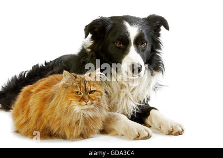 Border Collie Mâle et femelle persan écaille chat domestique contre fond blanc Banque D'Images