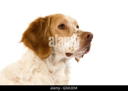 Couleur cannelle chien bouledogue anglais, Portrait d'Homme Banque D'Images