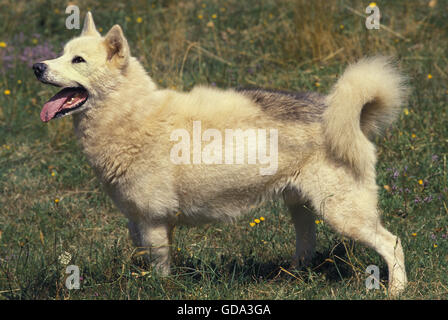 Groenland Chien sur l'herbe Banque D'Images