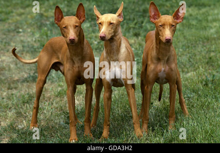 Pharaon Hound, chien de la race de Malte Banque D'Images