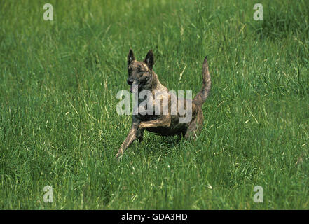 Dutch Shepherd chien qui court à travers l'herbe haute Banque D'Images