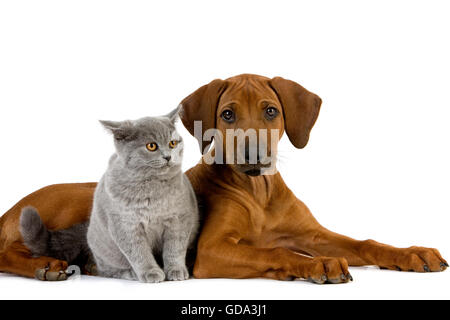 BRITISH SHORTHAIR LILAC CHAT MÂLE ET Le Rhodesian Ridgeback chiot âgé de 3 mois Banque D'Images