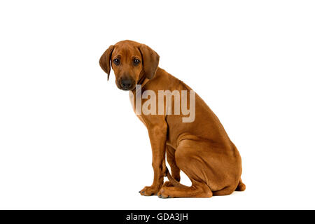 Le Rhodesian Ridgeback Dog, 3 mois chiot assis contre fond blanc Banque D'Images