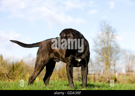 Cane Corso, chien de race, homme de l'Italie sur l'herbe Banque D'Images