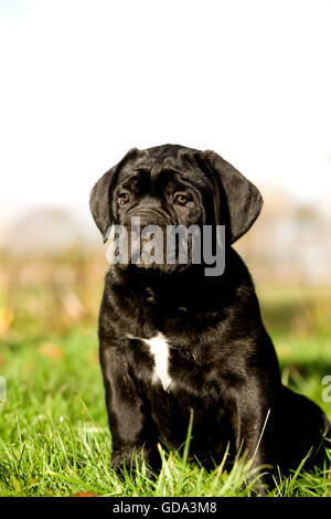 Cane Corso, race de chien d'Italie, Pup Sitting on Grass Banque D'Images