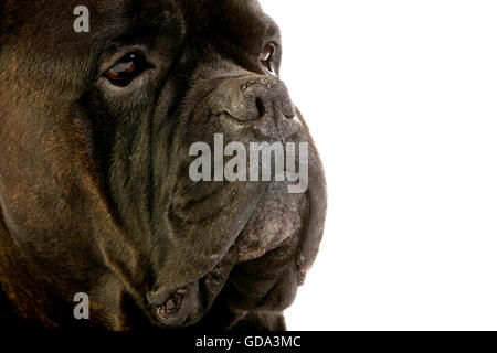 CANE CORSO, une race de chien d'ITALIE, DE LA TÊTE DES PROFILS Banque D'Images