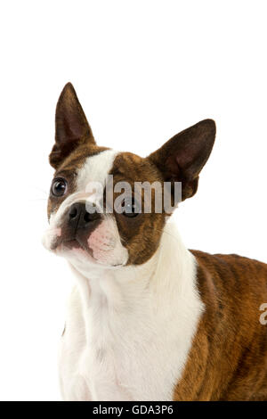 Chien de terrier de Boston, Portrait d'adulte contre fond blanc Banque D'Images
