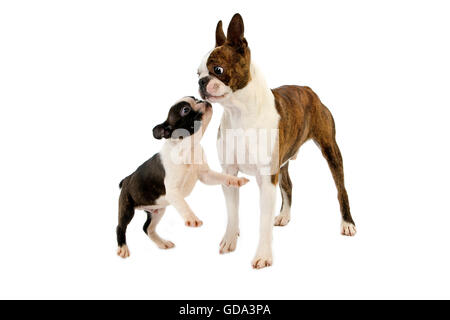 Chien de terrier de Boston, HOMME AVEC PUP AGAINST WHITE BACKGROUND Banque D'Images