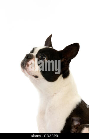 Chien de terrier de Boston, Portrait d'adulte contre fond blanc Banque D'Images