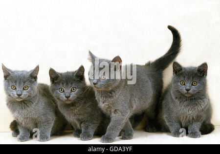 Chat Chartreux Groupe De Chatons Photo Stock Alamy