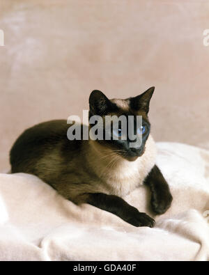 Seal Point Siamese chat domestique Banque D'Images