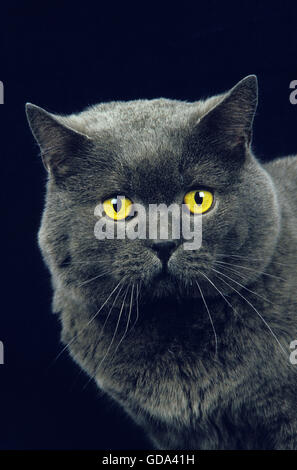 Chartreux chat domestique, Portrait d'adulte sur fond noir Banque D'Images