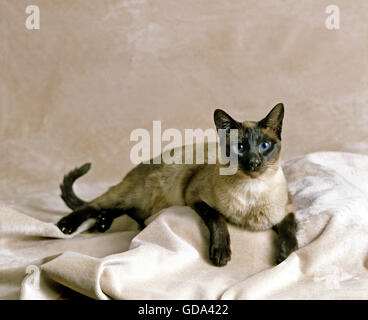 Seal Point Siamese chat domestique, des profils Banque D'Images