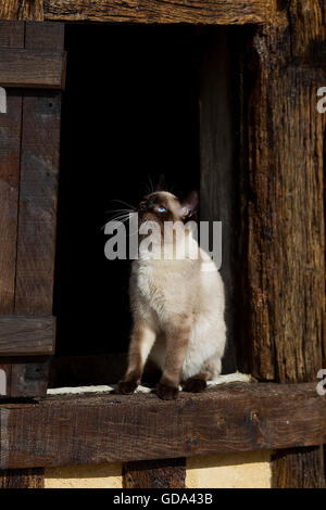 SEAL POINT SIAMESE chat domestique, DES PROFILS ASSIS À WINDOW Banque D'Images