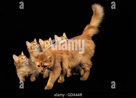 SOMALI CAT ROUGE, FEMME AVEC CHATON SUR FOND NOIR Banque D'Images