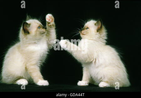 BIRMANESE chat domestique, de chatons jouant Banque D'Images