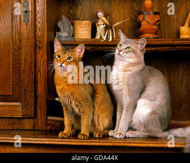 SOMALI CAT ET BLEU SOMALI chat domestique, les adultes ASSIS SUR BAHUT Banque D'Images