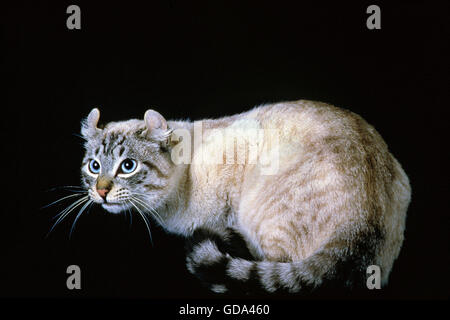 American Curl chat domestique, des profils sur fond noir Banque D'Images