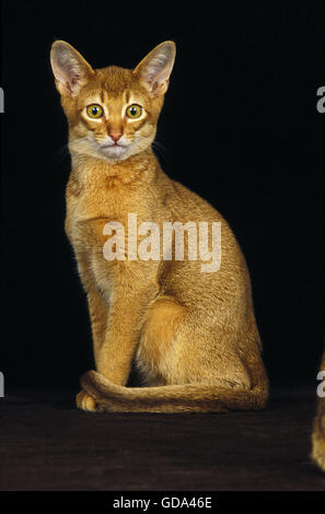 Abyssin rouge Chat domestique, des profils assis sur fond noir Banque D'Images