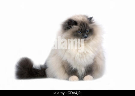 Birmanese bleu chat domestique contre fond blanc Banque D'Images