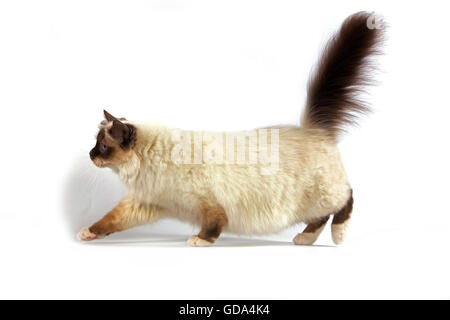 Birmanese chocolat chat domestique, balades adultes against White Background Banque D'Images