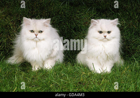 Chat persan chinchilla, PAIRE D'ADULTES SITTING ON GRASS Banque D'Images
