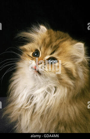 Persian or chat domestique, Portrait de chaton Banque D'Images