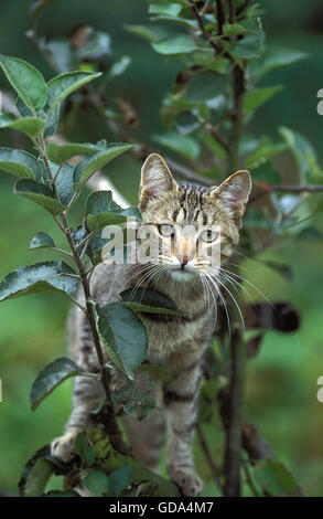 EUROPEAN BROWN TABBY chat domestique, des profils dans l'arbre Banque D'Images