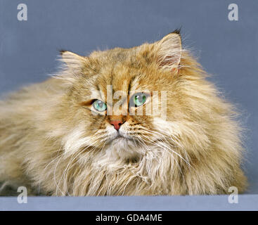 Persian or chat domestique Banque D'Images