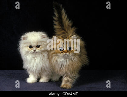 Chat persan chinchilla ET GOLDEN, CHATON Banque D'Images