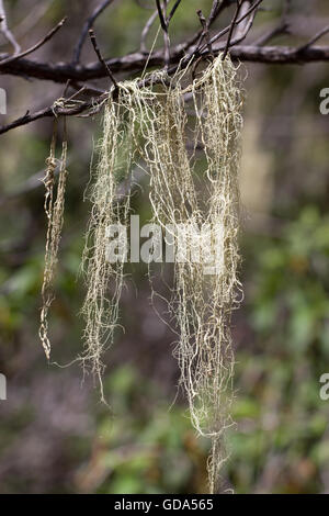 De longs cheveux d'Usnea barbata. Vieille forêt de pins canariens, Tenerife Banque D'Images