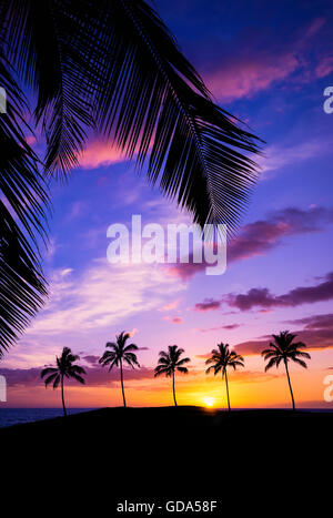 Hawaiian sunset encadrée de feuilles de palmier Banque D'Images