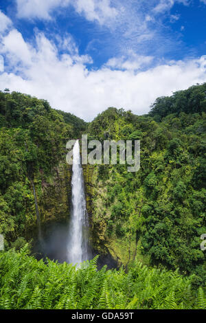 Akaka Falls sur Big Island, Hawaii Banque D'Images