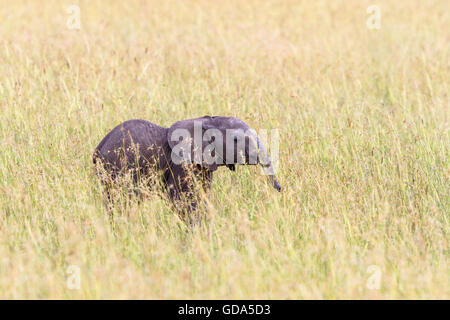 Nouveau-né bébé éléphant dans la savane Banque D'Images